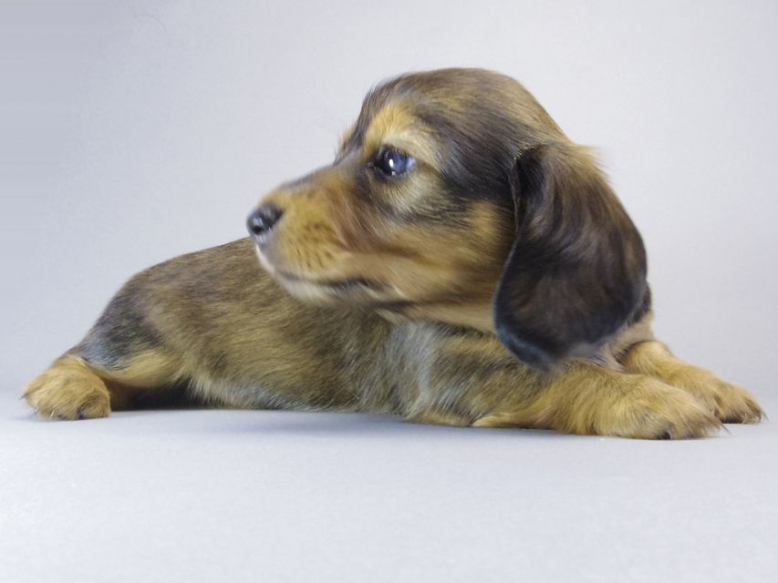 カニンヘン ダックスフンド ティアラ & たけるの赤ちゃん シェーデットレッド 女の子048 カニンヘン ダックスフンド ティアラ & たけるの赤ちゃん シェーデットレッド 女の子