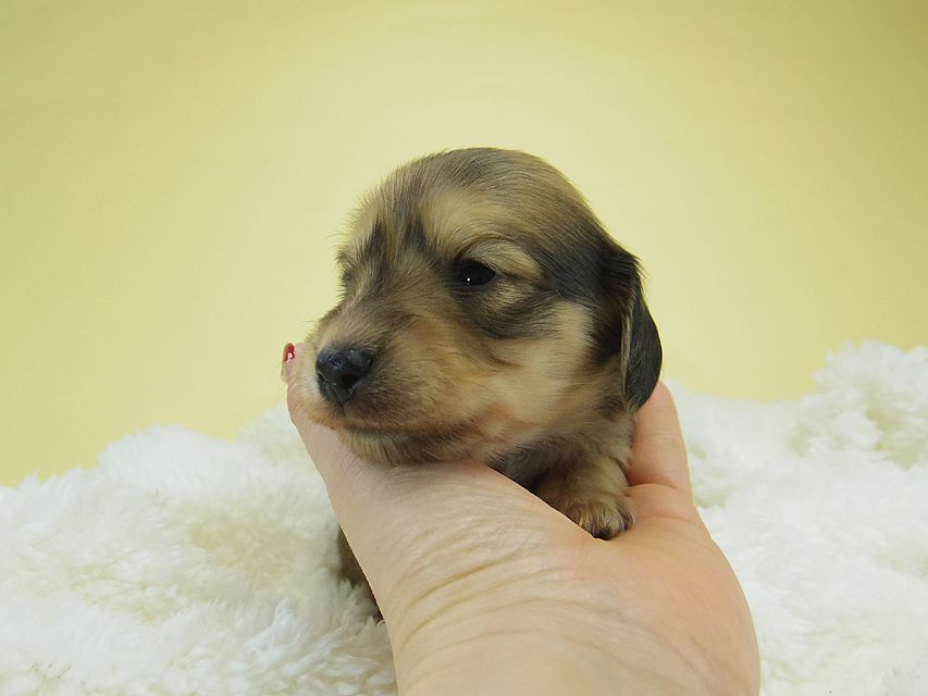 ミニチュアダックス シャーディー & オスカルの赤ちゃん シェーデットクリーム 男の子
