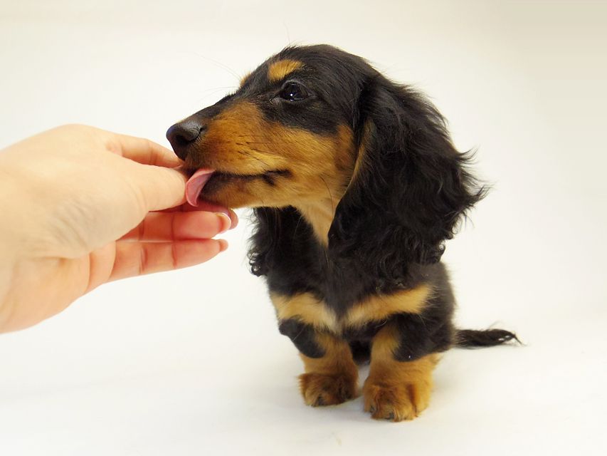 ダックスフンド カニンヘン 小夏.ib & ジムダンディの赤ちゃん048 ダックスフンド カニンヘン 小夏.ib & ジムダンディの赤ちゃん