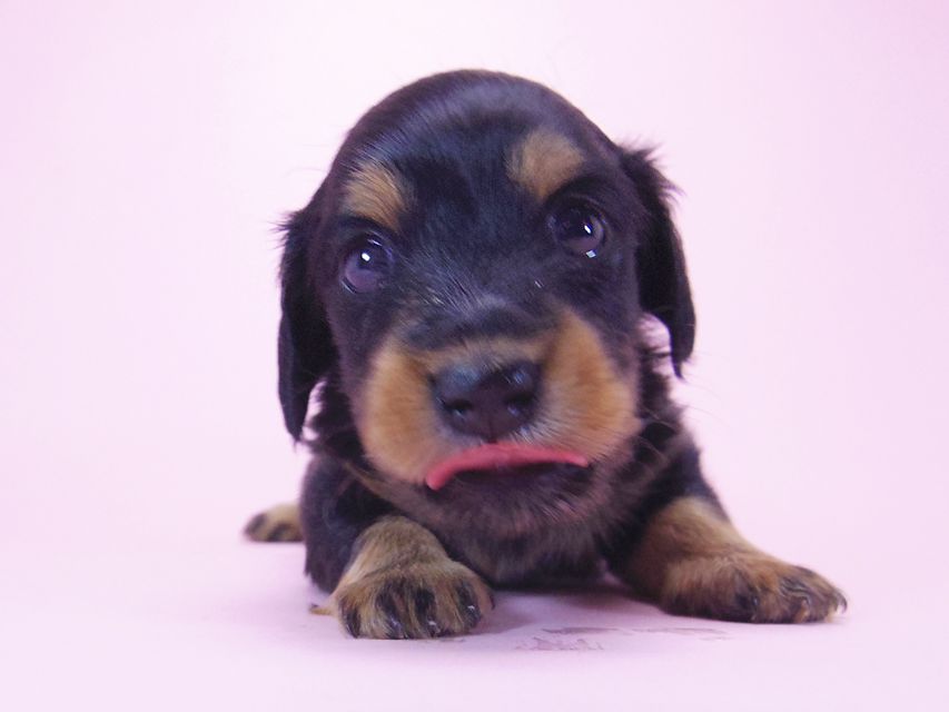 ダックスフンド コラム & 武蔵の子犬 ブラックタン 女の子 