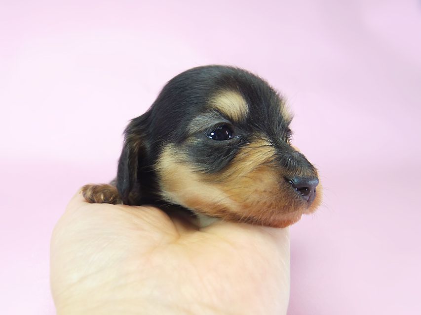 ダックスフンド ローラ.mi & アレックス ブラッククリーム 女の子① お写真初登場048 ダックスフンド ローラ.mi & アレックス ブラッククリーム 女の子① お写真初登場