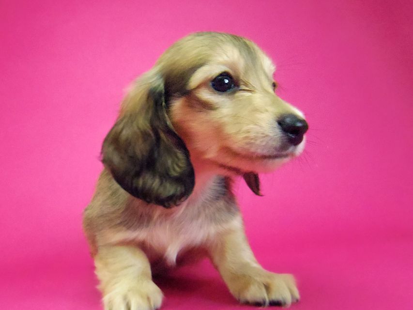 ダックスフンド わかば & 武蔵の子犬 シェーデットクリーム 女の子③048 ダックスフンド わかば & 武蔵の子犬 シェーデットクリーム 女の子③