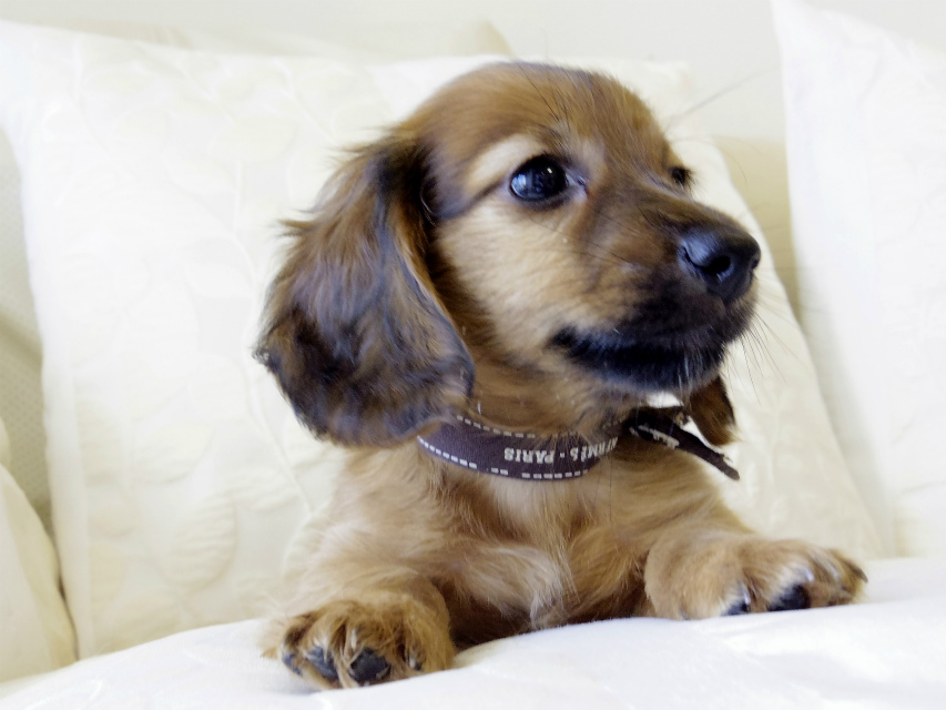 カニンヘン ダックスフンド シェーデットレット 男の子 カニンヘン ダックスフンド シェーデットレット 男の子