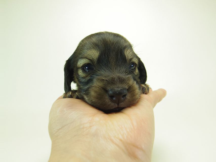 ダックスフンド ミニチュアダックス リールー & ジムダンディの子犬 シェーデットクリーム 男の子 お写真初登場048 ダックスフンド ミニチュアダックス リールー & ジムダンディの子犬 シェーデットクリーム 男の子 お写真初登場