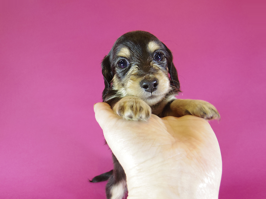 ダックスフンド カニンヘン アン.hb & PRINCIPAL HEROの子犬 ブラッククリーム 男の子