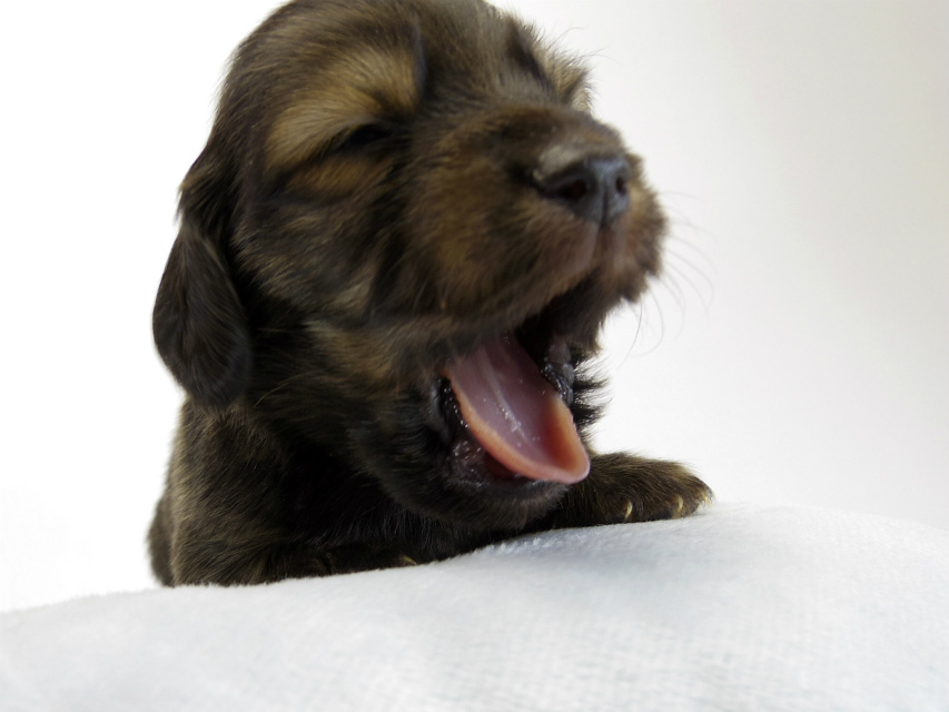 カニンヘン ダックスフンド 子犬 ブラッククリーム 男の子