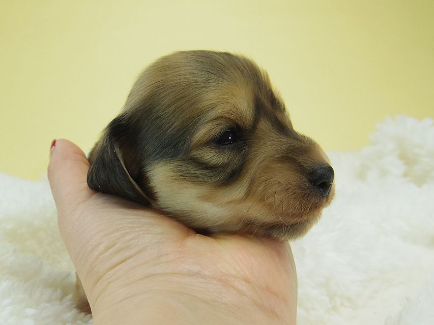 ミニチュアダックス シャーディー & オスカルの赤ちゃん シェーデットクリーム 男の子