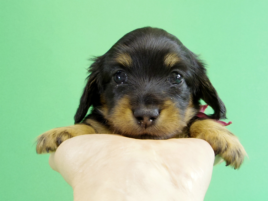カニヘンダックス　子犬　ブラックタン女の子