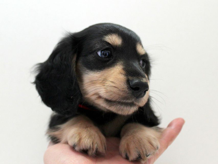 ダックスフンド メリア & ダルク君の子犬 ブラッククリーム 男の子③