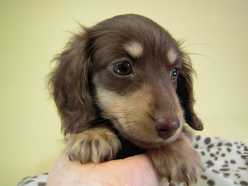 カニンヘン　子犬　チョコクリ女の子