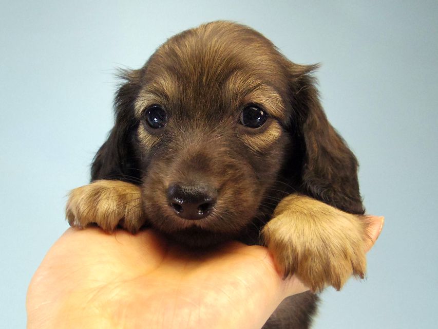 ミニチュアダックス エイドリアン & ジムの赤ちゃん シェーデットクリーム 男の子