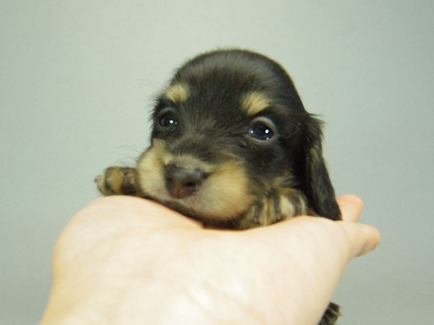 カニンヘンダックスフンド ブラッククリーム 子犬 男の子♪ カニンヘンダックスフンド ブラッククリーム 子犬 男の子♪
