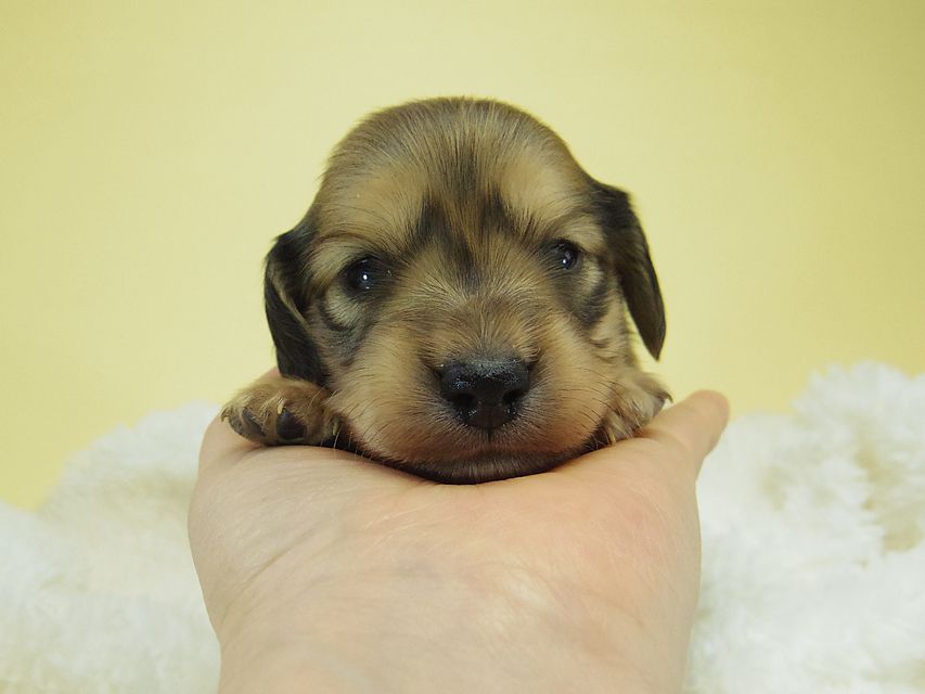 ミニチュアダックス シャーディー & オスカルの赤ちゃん シェーデットクリーム 男の子
