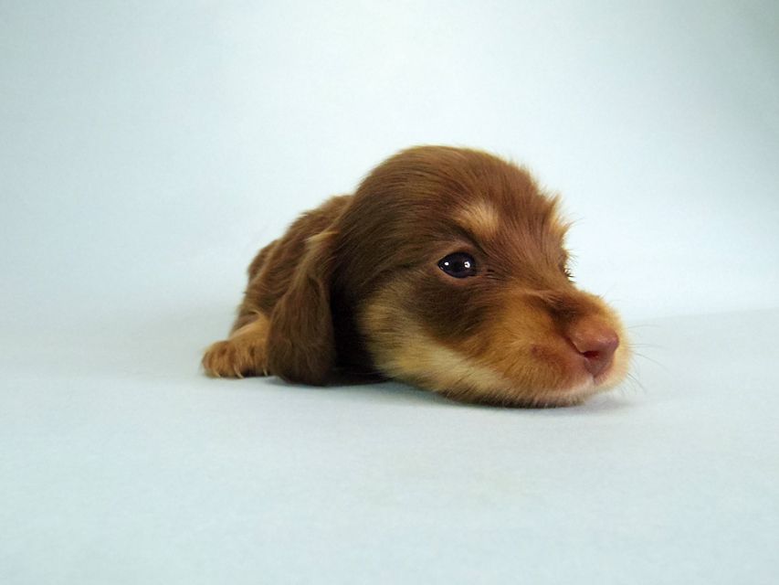 ダックスフンド ハッピーベル & 武蔵 チョコクリーム 女の子