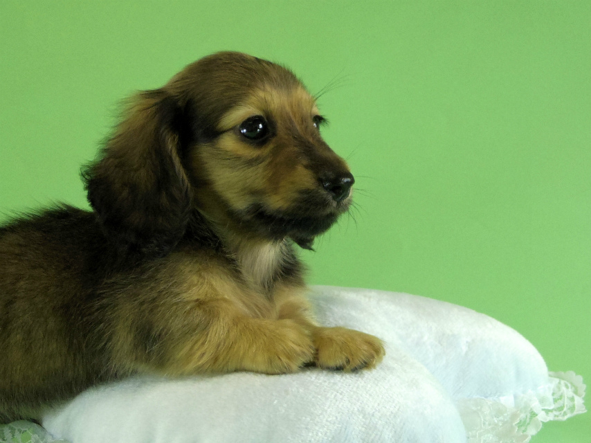 カニンヘンダックス 子犬 シェーデットクリーム男の子 カニンヘンダックス 子犬 シェーデットクリーム男の子