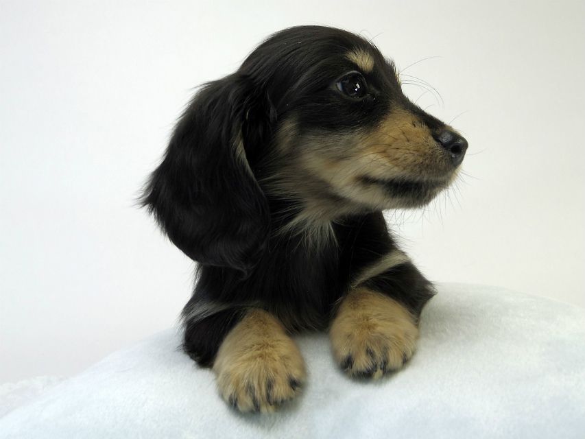 カニンヘン ダックスフンド 子犬 ブラッククリーム 男の子