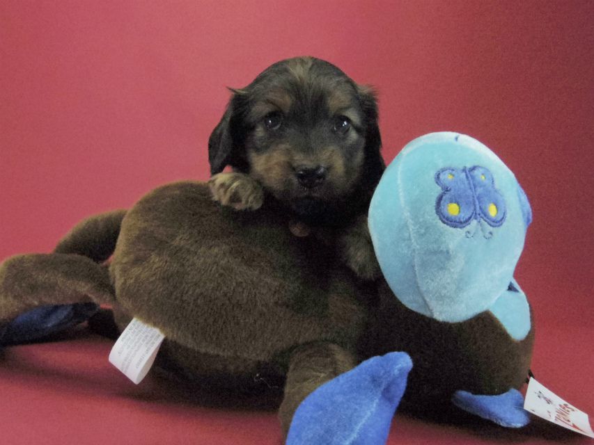 カニンヘン ダックスフンド 子犬 シェーデットレット 男の子