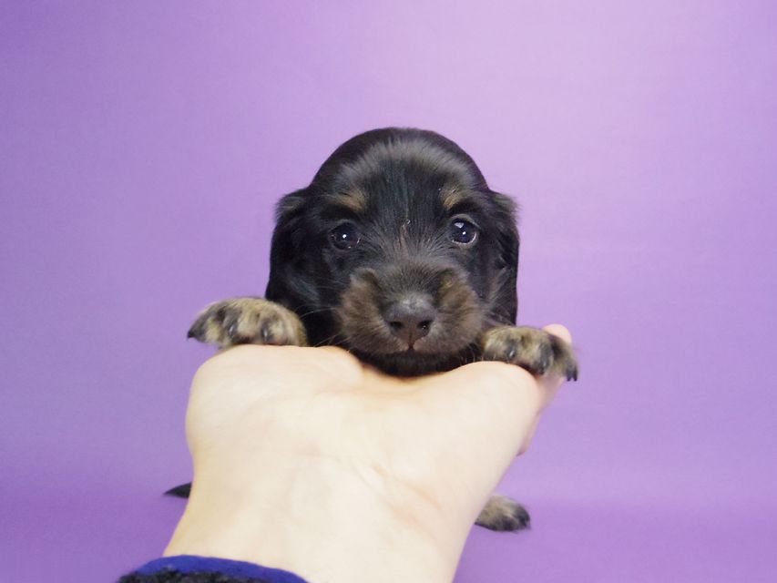 カニンヘン ダックスフンド グリム & オスカルの赤ちゃん ブラタン 男の子