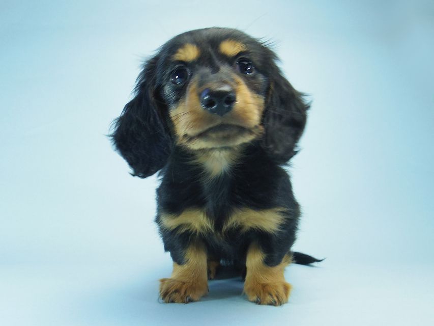 カニンヘン ダックスフンド小夏.ib & ジムダンディの赤ちゃん ブラックタン 男の子051 カニンヘン ダックスフンド小夏.ib & ジムダンディの赤ちゃん ブラックタン 男の子