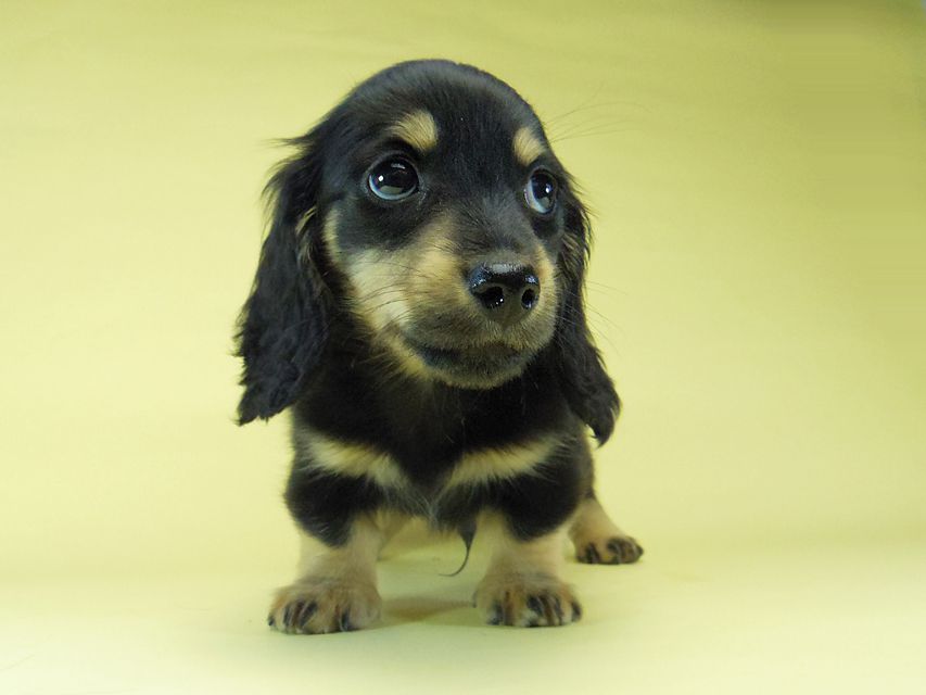 カニンヘン ダックスフンド ソルト & MONKEY D. LUFFYの子犬 11/21生まれ ブラッククリーム 男の子