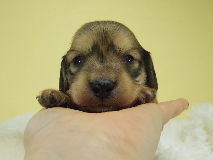 ミニチュアダックス シャーディー & オスカルの赤ちゃん シェーデットクリーム 男の子