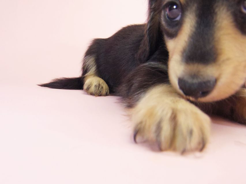 ミニチュアダックス シャーディー & オスカルの赤ちゃん ブラッククリーム 男の子