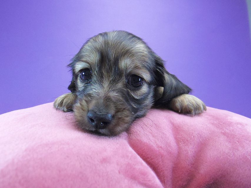 ダックスフンド カニンヘン マンドレ & ジムダンディの子犬 シェーデットクリーム 女の子