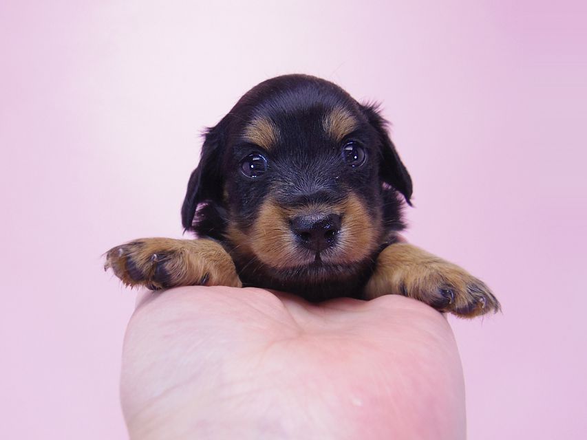 ダックスフンド コラム & 武蔵の子犬 ブラックタン 女の子 