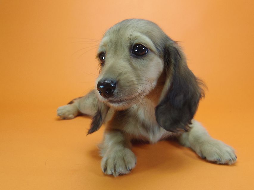 ダックスフンド アンジュ & ジムダンディーの子犬 シェーデットクリーム 女の子②