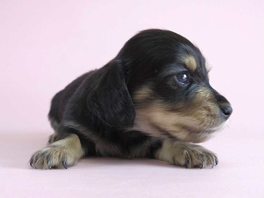 カニヘン　子犬　ブラクリ　男の子