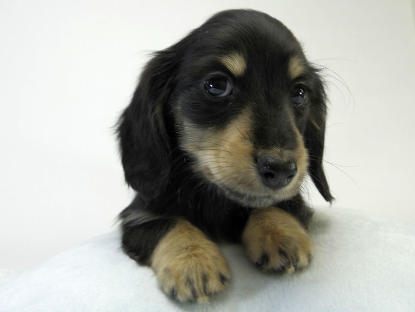 カニンヘン ダックスフンド 子犬 ブラッククリーム 男の子