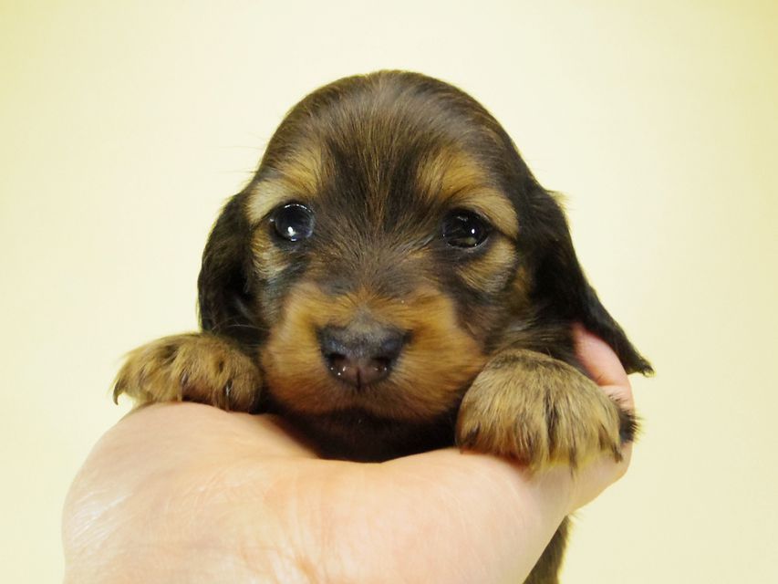 ダックスフンド カニンヘン ルヒィ & オスカルの赤ちゃん 10月11日生まれ シェーデットレッド 女の子