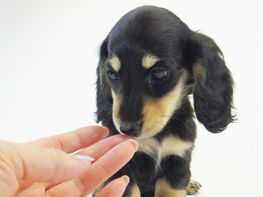 ダックスフンド カニンヘン 楓 & オスカルの子犬 12/12生まれ ブラッククリーム 女の子①