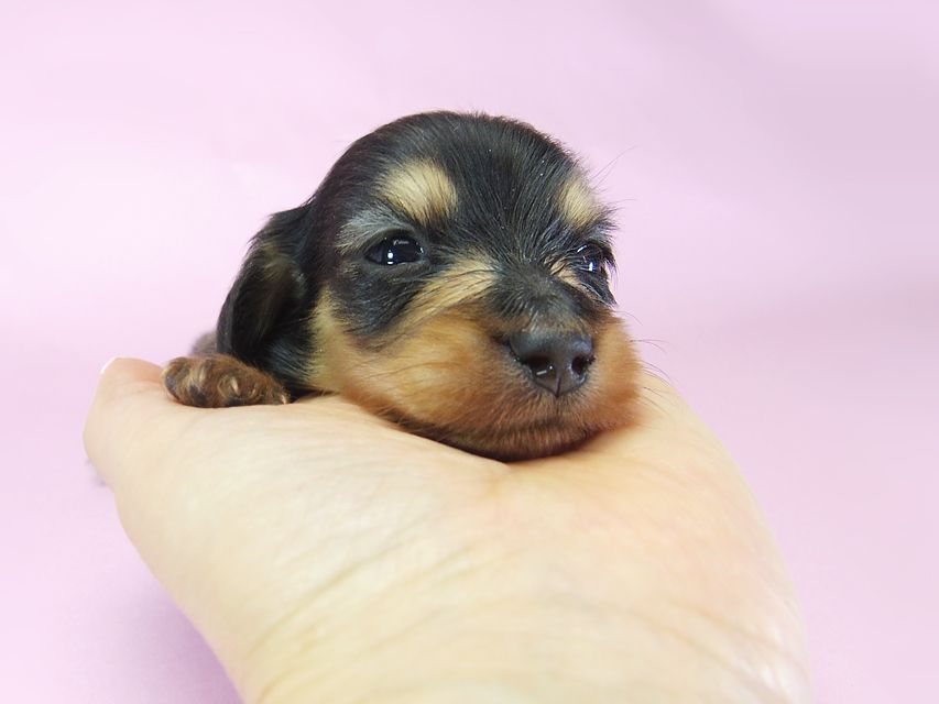 ダックスフンド ローラ.mi & アレックス ブラッククリーム 女の子① お写真初登場052 ダックスフンド ローラ.mi & アレックス ブラッククリーム 女の子① お写真初登場