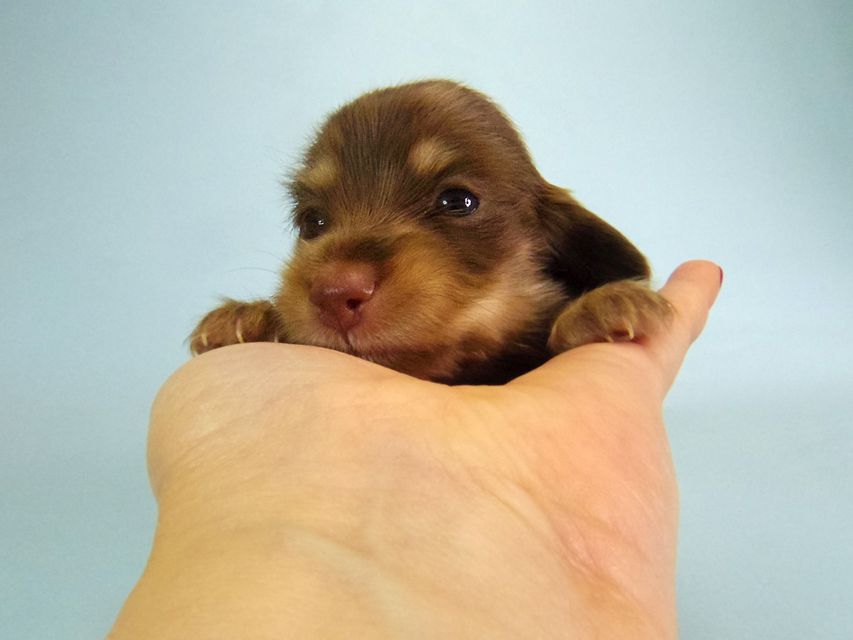 ダックスフンド ハッピーベル & 武蔵 チョコクリーム 女の子