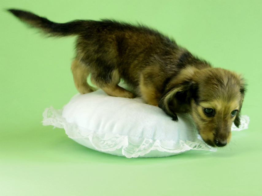 カニンヘンダックス 子犬 シェーデットクリーム男の子 カニンヘンダックス 子犬 シェーデットクリーム男の子