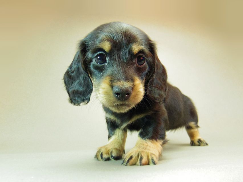 ダックスフンド クレア & ジムダンディの子犬 ブラッククリーム 女の子