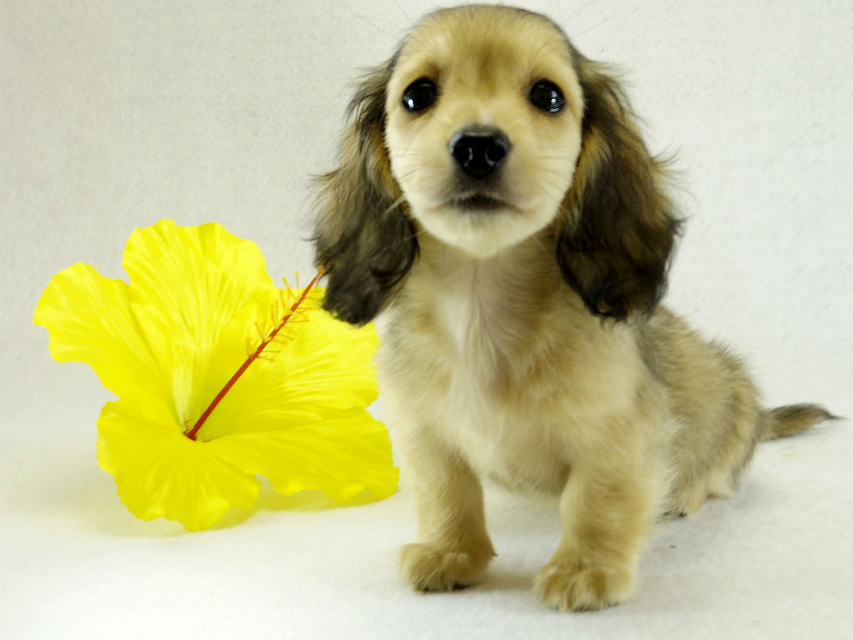 カニヘンダックス シェーデットクリーム 男の子 カニヘンダックス シェーデットクリーム 男の子