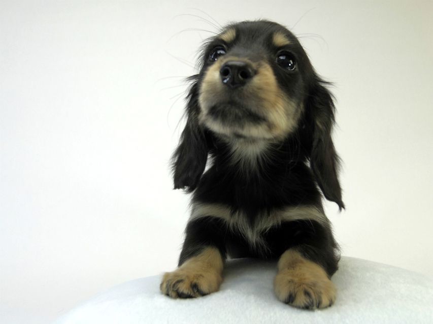 カニンヘン ダックスフンド 子犬 ブラッククリーム 男の子