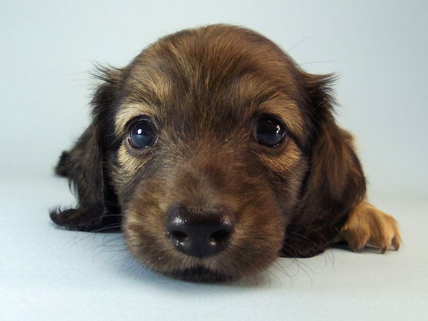 ミニチュアダックス エイドリアン & ジムの赤ちゃん シェーデットクリーム 男の子