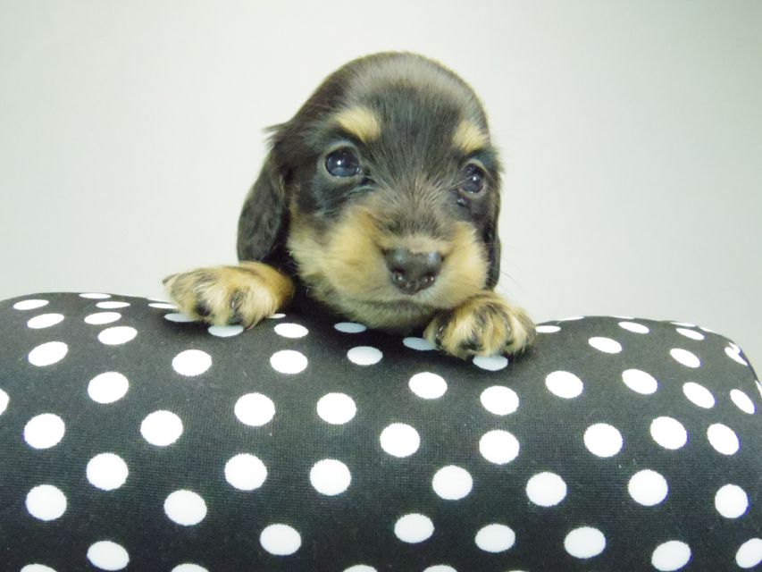 カニンヘンダックスフンド ブラッククリーム 子犬 男の子♪ カニンヘンダックスフンド ブラッククリーム 子犬 男の子♪