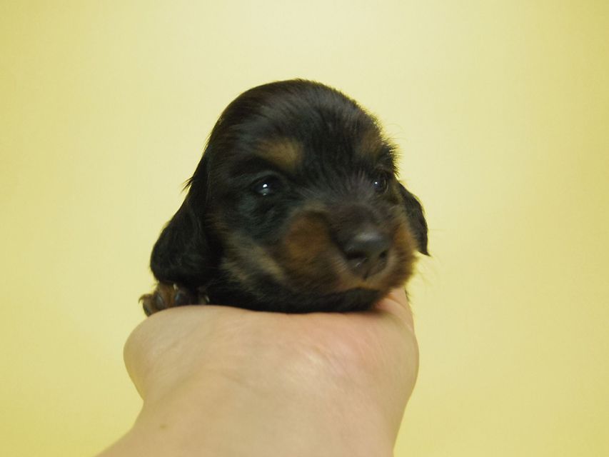 ダックスフンド チェルシー & AQUARIONの子犬 ブラックタン 男の子