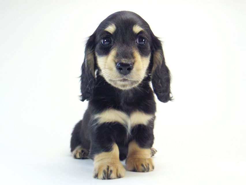 ダックスフンド カニンヘン 楓 & オスカルの子犬 12/12生まれ ブラッククリーム 女の子①