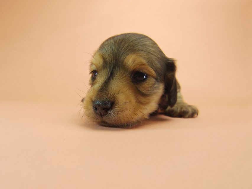 0ダックスフンド カニンヘン SHELLY.mi & オスカルの子犬 シェーデットクリーム 男の子 ①53 ダックスフンド カニンヘン SHELLY.mi & オスカルの子犬 シェーデットクリーム 男の子 ①