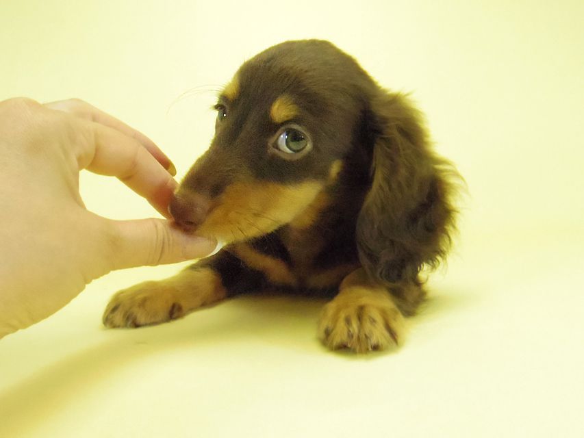 ダックスフンド 黒豆 & アサヒの子犬 チョコタン 男の子
