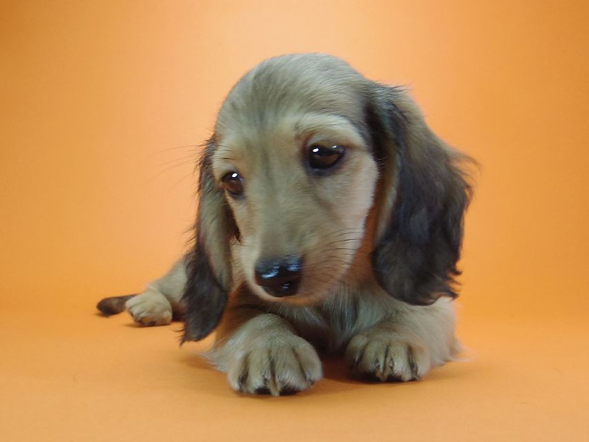 ダックスフンド アンジュ & ジムダンディーの子犬 シェーデットクリーム 女の子②