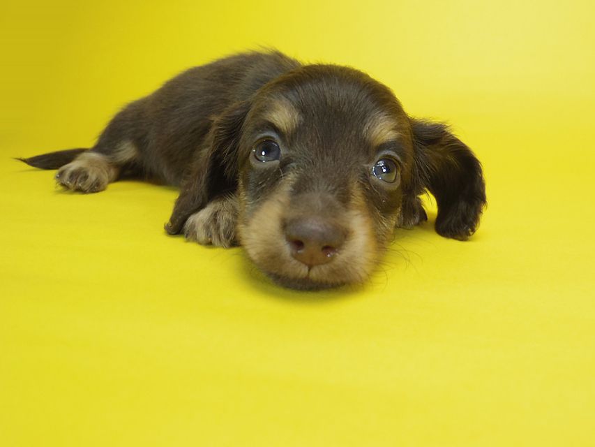 ダックスフンド ピノ & アレックスの赤ちゃん チョコタン 男の子