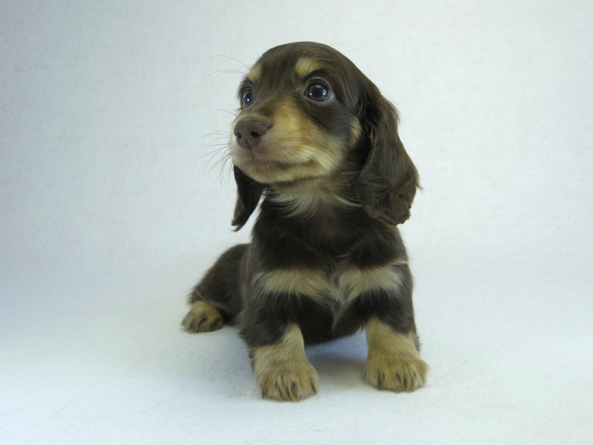 カニヘン　子犬　チョコクリ女の子