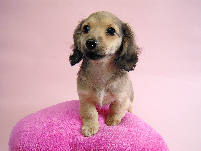 カニヘン シェーデットクリーム女の子 石川県・N様 カニヘン シェーデットクリーム女の子 石川県・N様