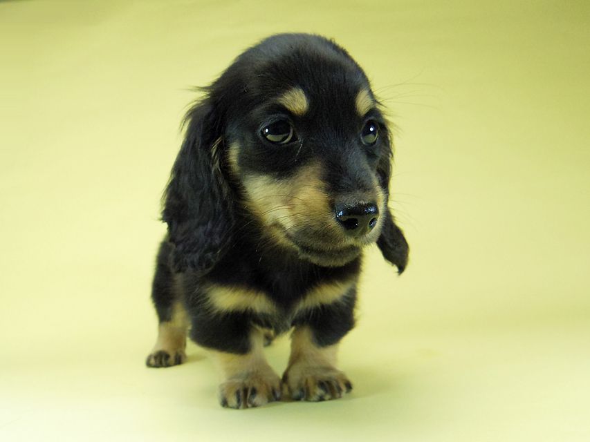 カニンヘン ダックスフンド ソルト & MONKEY D. LUFFYの子犬 11/21生まれ ブラッククリーム 男の子